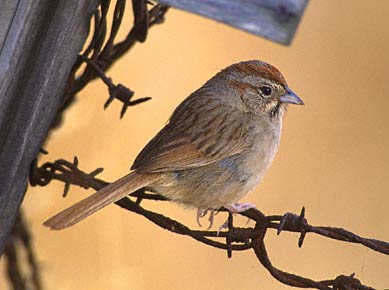 Rufous-crowned Sparrow (Aimophila ruficeps) photo image