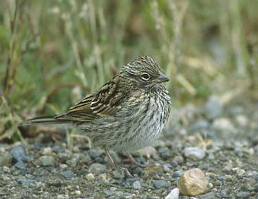 Rufous-collared Sparrow (Zonotrichia capensis) photo