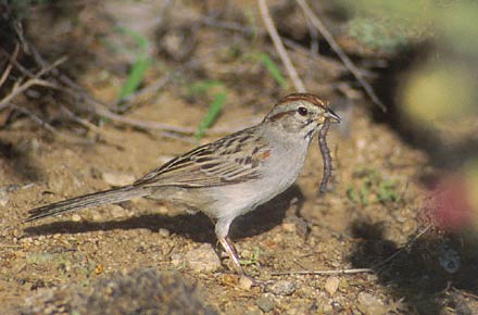 Rufous-winged Sparrow (Peucaea carpalis) photo image