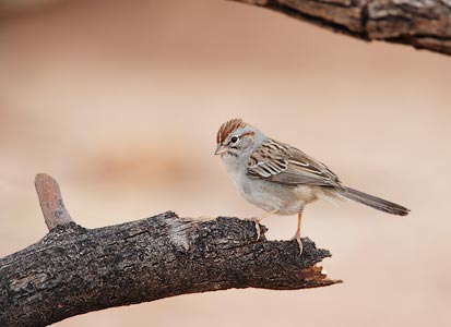 Rufous-winged Sparrow (Peucaea carpalis) photo