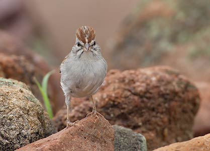 Rufous-winged Sparrow (Peucaea carpalis) photo image