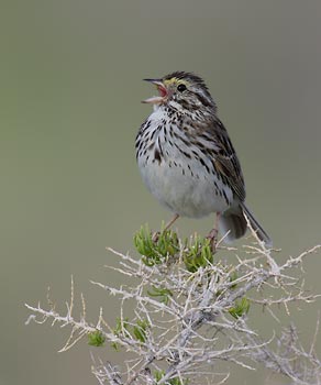 Savannah Sparrow (Passerculus sandwichensis) photo image