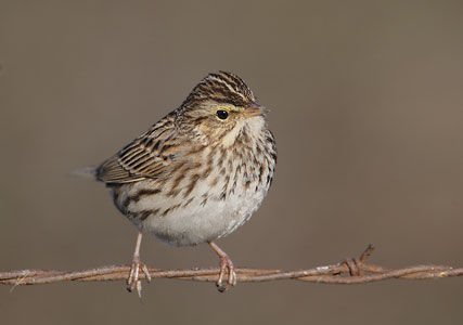 Savannah Sparrow (Passerculus sandwichensis) photo image