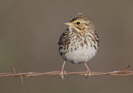Savannah Sparrow (Passerculus sandwichensis) photo image