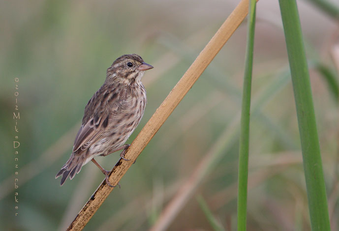 Savannah Sparrow (Passerculus sandwichensis) photo image