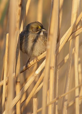 Seaside Sparrow (Ammodramus maritimus) photo image