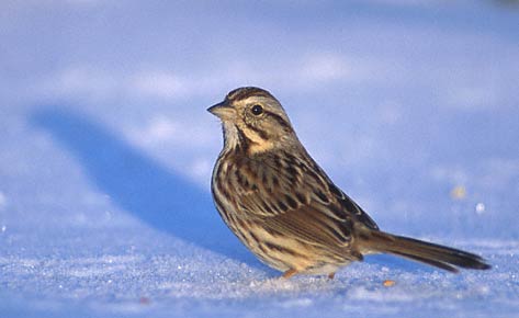 Song Sparrow (Melospiza melodia) photo image