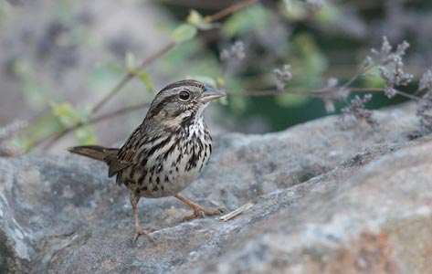 Song Sparrow (Melospiza melodia) photo image