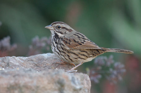 Song Sparrow (Melospiza melodia) photo image