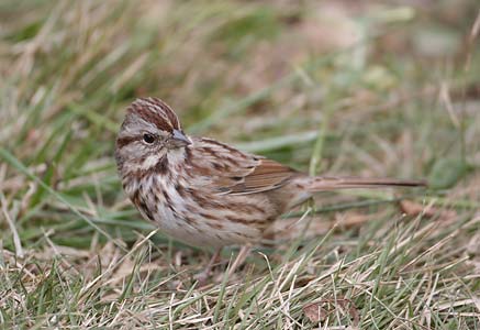 Song Sparrow (Melospiza melodia) photo image