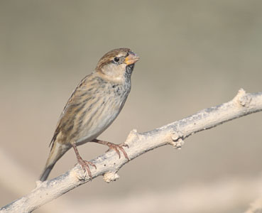 Spanish Sparrow (Passer hispaniolensis) photo image