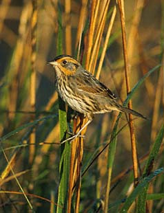 Saltmarsh Sparrow (Ammodramus caudacutus) photo image