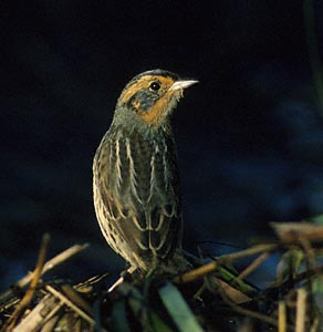 Saltmarsh Sparrow (Ammodramus caudacutus) photo image