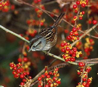 Swamp Sparrow (Melospiza georgiana) photo image