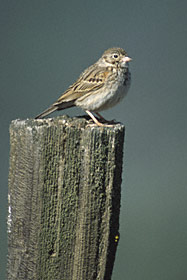 Vesper Sparrow (Pooecetes gramineus) photo image