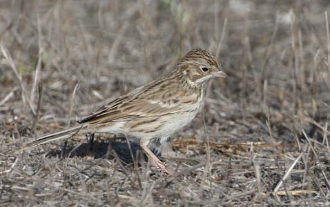 Vesper Sparrow (Pooecetes gramineus) photo image