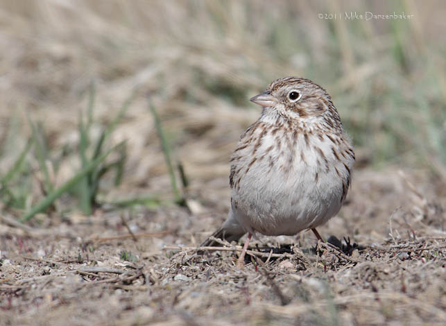 Vesper Sparrow (Pooecetes gramineus) photo image