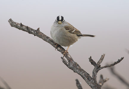 White-crowned Sparrow (Zonotrichia leucophrys) photo image