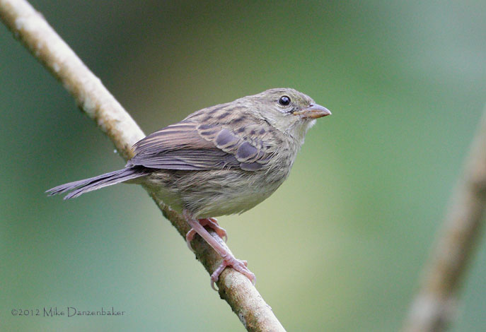 Yellow-browed Sparrow (Ammodramus aurifrons) photo
