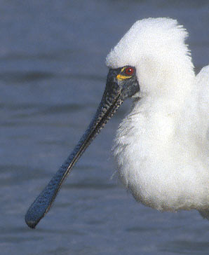Black-faced Spoonbill (Platalea minor) photo image