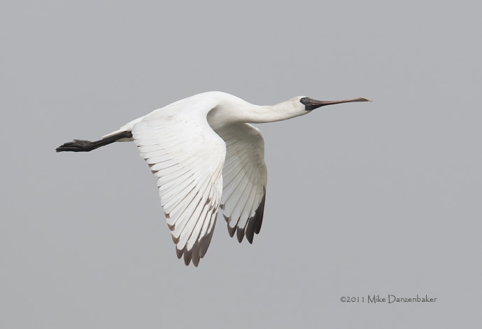 Black-faced Spoonbill (Platalea minor) photo