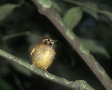 Stub-tailed Spadebill (Platyrinchus cancrominus) photo image