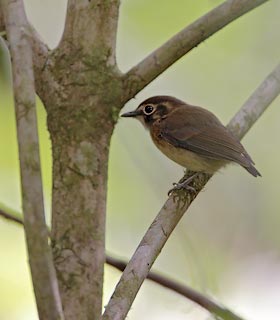 White-throated Spadebill (Platyrinchus mystaceus) photo