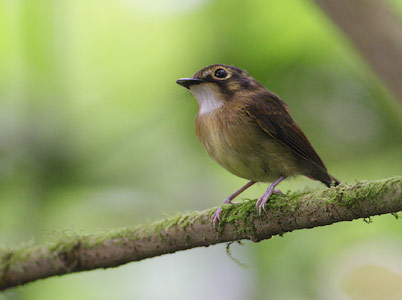 White-throated Spadebill (Platyrinchus mystaceus) photo