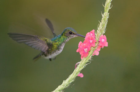 Blue-chinned Sapphire (Chlorestes notata) photo image