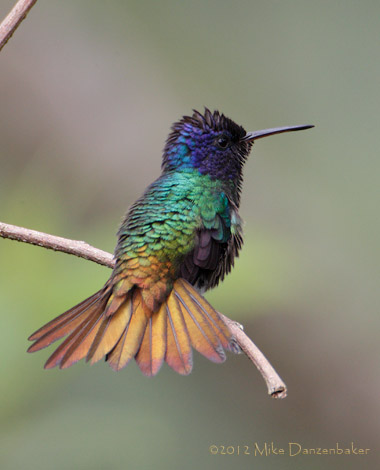 Golden-tailed Sapphire (Chrysuronia oenone) photo