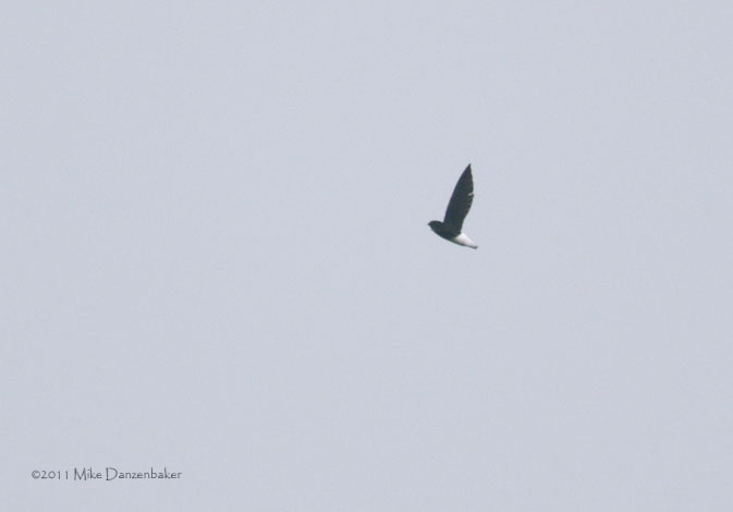 Sabine's Spinetail (Rhaphidura sabini) photo image