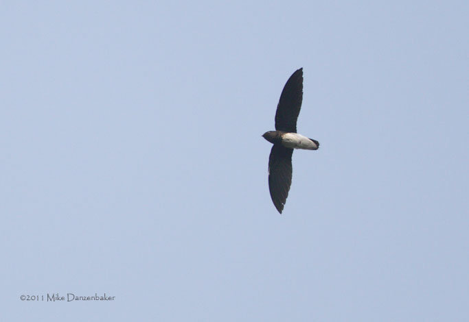 Sabine's Spinetail (Rhaphidura sabini) photo image