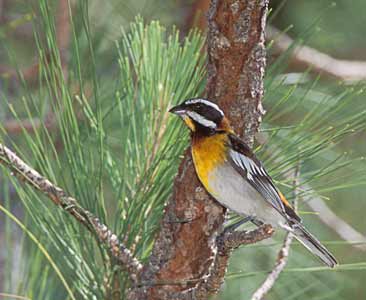 Western Spindalis (Spindalis zena) photo image