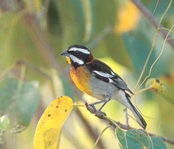 Western Spindalis (Spindalis zena) photo image