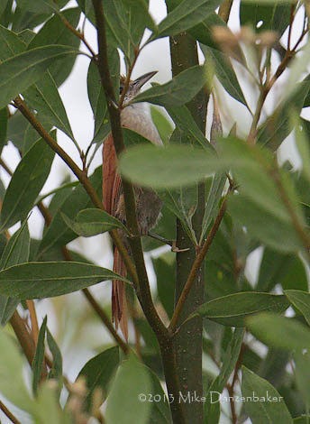 Parker's Spinetail (Cranioleuca vulpecula) photo image