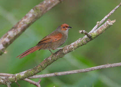 Red-faced Spinetail (Cranioleuca erythrops) photo