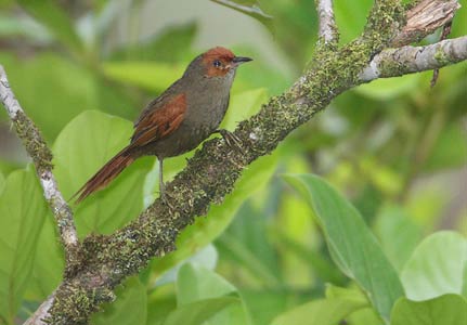 Red-faced Spinetail (Cranioleuca erythrops) photo image