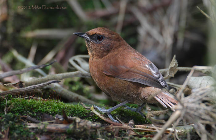 Rufous Spinetail (Synallaxis unirufa) photo