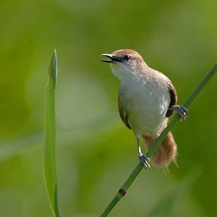 Yellow-chinned Spinetail (Certhiaxis cinnamomeus) photo image