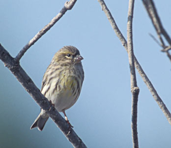 European Serin (Serinus serinus) photo image