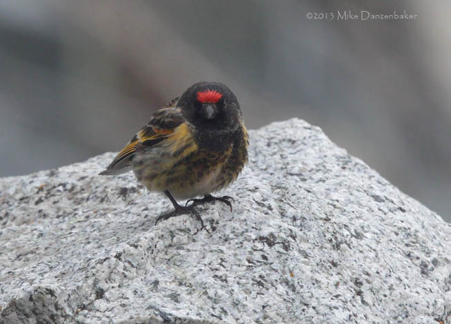 Red-fronted Serin (Serinus pusillus) photo