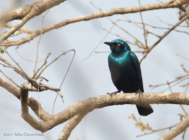 Bronze-tailed Starling (Lamprotornis chalcurus) photo image