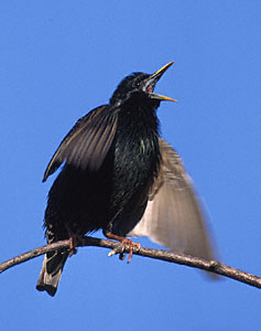 Common Starling (Sturnus vulgaris) photo image