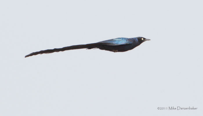 Long-tailed Glossy Starling (Lamprotornis caudatus) photo image
