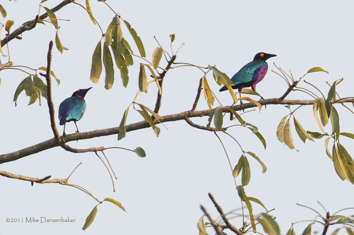 Purple Starling (Lamprotornis purpureus) photo image
