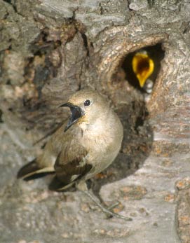 Chestnut-cheeked Starling (Agropsar philippensis) photo image