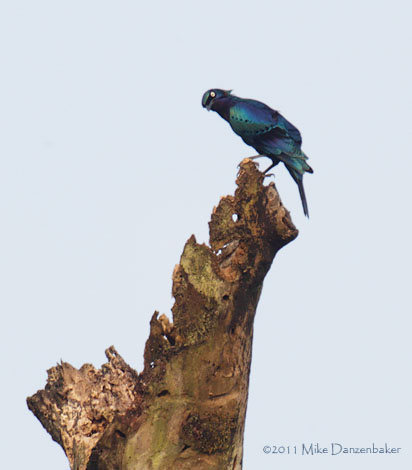 Splendid Starling (Lamprotornis splendidus) photo image