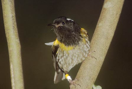 Stitchbird (Notiomystis cincta) photo image