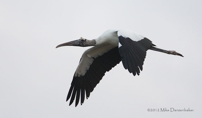 Wood Stork (Mycteria americana) photo image
