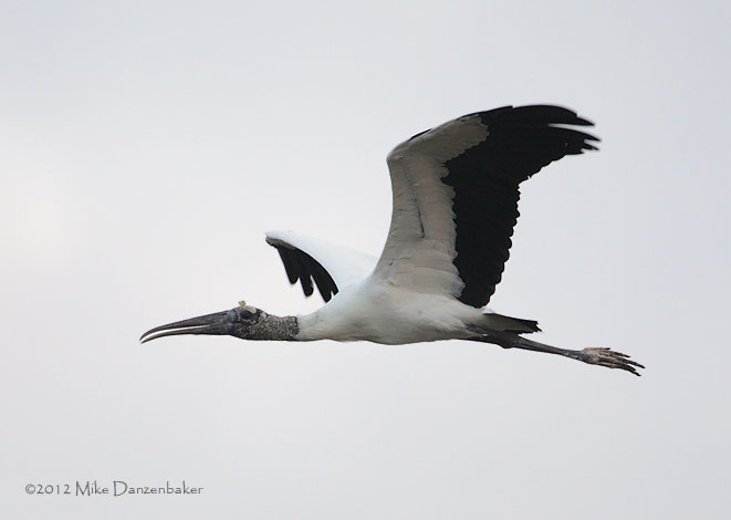 Wood Stork (Mycteria americana) photo image